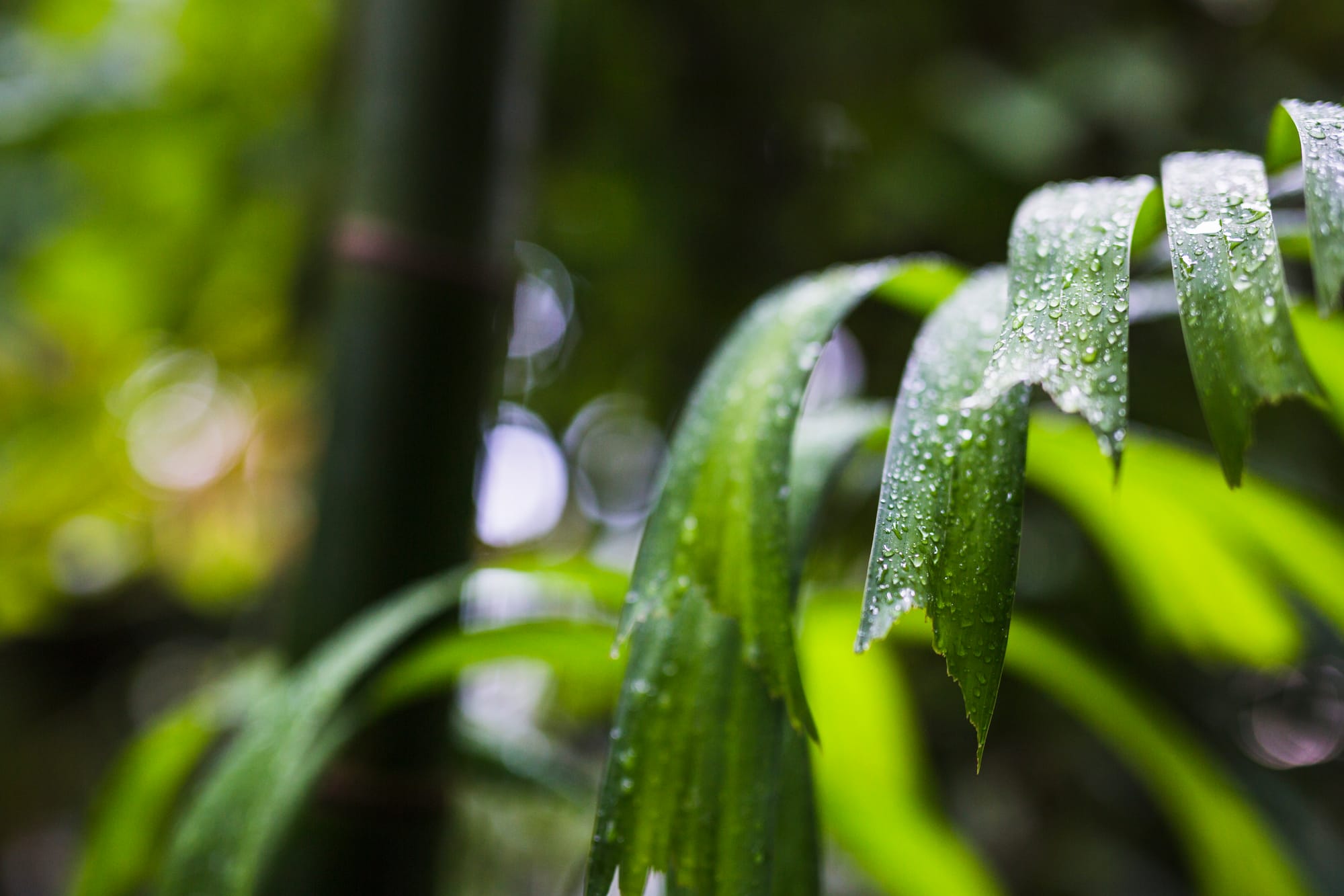 rain retreat at home